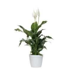 Peace Lily -Brighter Blooms Sales LIL PEA1 delilah white