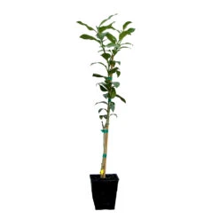 Key Lime Tree -Brighter Blooms Sales LIM KEY 12 QT