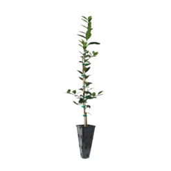 Key Lime Tree -Brighter Blooms Sales LIM KEY 23 C