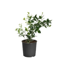 Key Lime Tree -Brighter Blooms Sales LIM KEY1 BUSH