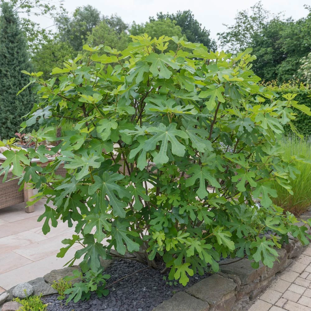 LSU Purple Fig Tree 5 LSU Purple Fig Tree - Image 3
