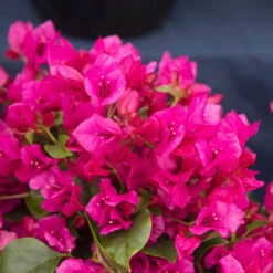 La Jolla Bougainvillea -Brighter Blooms Sales La Jolla Bougainvillea 3 BB