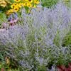 Lacey Blue Russian Sage -Brighter Blooms Sales Lacey Blue RussianSage BB 600x600 0b54ae93 7ee8 4d82 b3d6 db8d7ed984ac