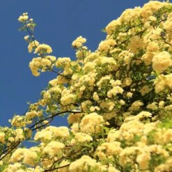 Lady Banks Climbing Rose -Brighter Blooms Sales Lady Banks Rose 2 BB