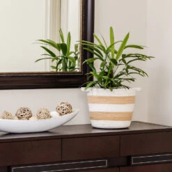 Lady Palm Tree -Brighter Blooms Sales Lady Palm 2 BB