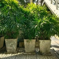 Lady Palm Tree -Brighter Blooms Sales Lady Palm 5 BB