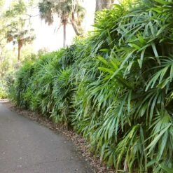 Lady Palm Tree -Brighter Blooms Sales Lady Palm 7