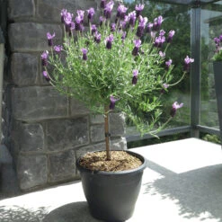 Lavender Standard Topiary Tree -Brighter Blooms Sales Lavender standard 2 gallon 800 MAINIMAGE