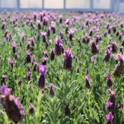 Lavender Standard Topiary Tree -Brighter Blooms Sales Lavender Trees 1