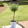 Lavender Standard Topiary Tree 2 Lavender Standard Topiary Tree -Brighter Blooms Sales Lavender Trees 600x600 2