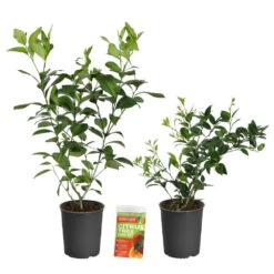 Meyer Lemon Tree -Brighter Blooms Sales Lemon and LimeBushes 2 12d561e2 6ff2 467e ae81 b0f2070fc9c7