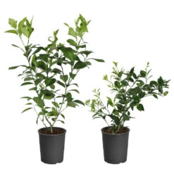 Meyer Lemon + Key Lime Bush Pack 8 Meyer Lemon + Key Lime Bush Pack -Brighter Blooms Sales Lemon and LimeBushes c69a795e 375f 4276 8957 fd9bd9488076