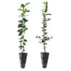 Meyer Lemon + Key Lime Tree Pack -Brighter Blooms Sales Lemon and LimeTrees 600x600 654a7a72 c484 4473 83e3 b0f5619c1f11