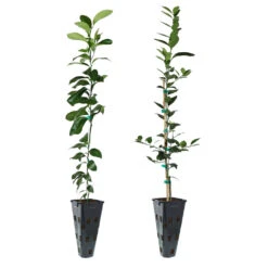 Meyer Lemon + Key Lime Tree Pack 8 Meyer Lemon + Key Lime Tree Pack -Brighter Blooms Sales Lemon and LimeTrees d268c3cd 4300 412f 9783 d496fc7fca4d