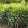 Lemon Grass -Brighter Blooms Sales Lemon Grass BB 600x600 3855177b bcf3 41c3 93e2 a813de7ec778