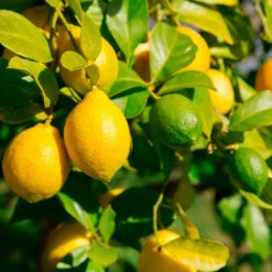 Lemon-Lime Citrus Bush 7 Lemon-Lime Citrus Bush -Brighter Blooms Sales Lemon Lime Tree 2 30adbf10 efca 42d2 82f9 f766f25e222b