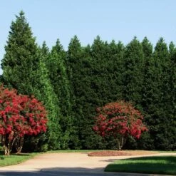 Leyland Cypress Tree -Brighter Blooms Sales Leyland Cypress 4 BB