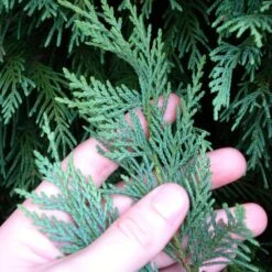 Leyland Cypress Tree -Brighter Blooms Sales Leyland Cypress 5 BB