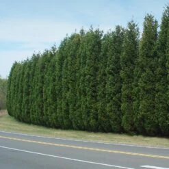 New Products -Brighter Blooms Sales Leyland Cypress 7 BB