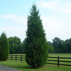 Leyland Cypress Tree -Brighter Blooms Sales Leyland Cypress 8