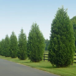 Leyland Cypress Tree -Brighter Blooms Sales Leyland Cypress 9 BB