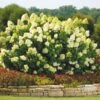 Limelight Hydrangea Shrub 2 Limelight Hydrangea Shrub -Brighter Blooms Sales Limelight Hydrangea 1 BB 600x600 2037b8ec 1154 46d4 a36f 833be0023c0a
