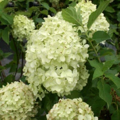 Limelight Hydrangea Tree -Brighter Blooms Sales Limelight Hydrangea Tree 3 BB