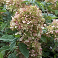 Limelight Hydrangea Tree -Brighter Blooms Sales Limelight Hydrangea Tree 4 BB