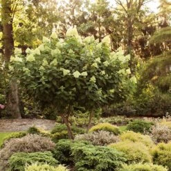 Limelight Hydrangea Tree -Brighter Blooms Sales Limelight Hydrangea Tree 6 BB