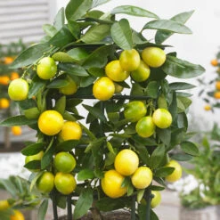 Limequat Tree -Brighter Blooms Sales Limequat 2