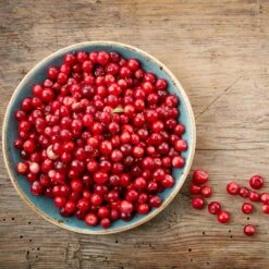 Lingonberry Plant -Brighter Blooms Sales Lingonberry 1 BB