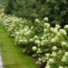 Little Lime® Hydrangea Shrub -Brighter Blooms Sales Little Lime Hydrangea 1 BB 600x600 cf28c7d9 e2c7 4e7e be26 599f7b0f6f5b