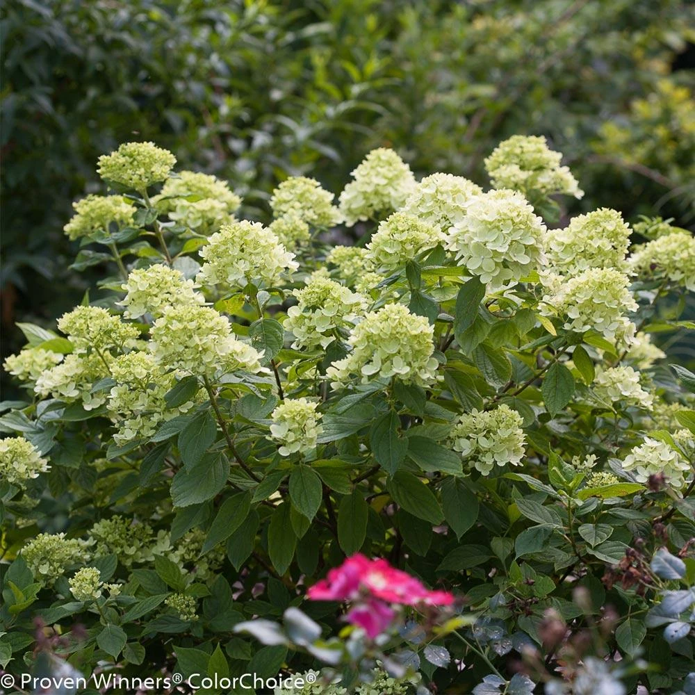 Little Lime® Hydrangea Shrub 5 Little Lime® Hydrangea Shrub - Image 3