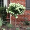 Little Lime® Hydrangea Tree -Brighter Blooms Sales Little Lime Hydrangea Tree BB 600x600 9a3be03b 65fe 4ebd 878e 9837456b269c