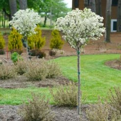 Lollipop® Crabapple Tree -Brighter Blooms Sales Lollipop Crabapple 4