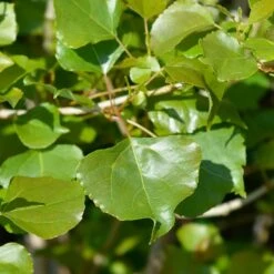 Lombardy Poplar Tree -Brighter Blooms Sales Lombardy Poplar 1 BB