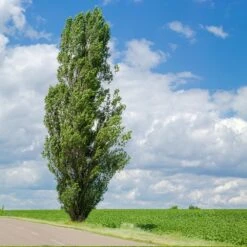 Lombardy Poplar Tree -Brighter Blooms Sales Lombardy Poplar 4 BB