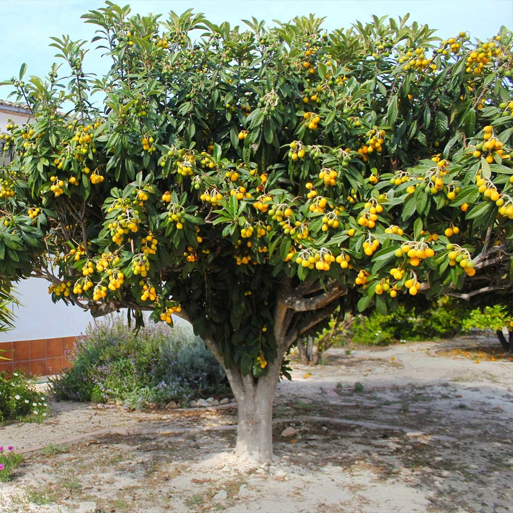 Loquat Tree 5 Loquat Tree - Image 3