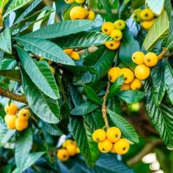 New Products -Brighter Blooms Sales Loquat Tree 4 BB