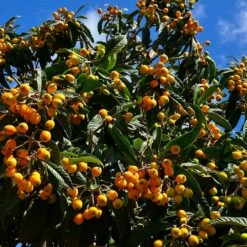 Loquat Tree 10 Loquat Tree -Brighter Blooms Sales Loquat Tree 5