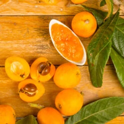 Loquat Tree 11 Loquat Tree -Brighter Blooms Sales Loquat Tree 6 BB