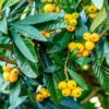 Loquat Tree -Brighter Blooms Sales Loquat Tree BB 600x600 a729e04d cefe 46db 802c 7e5abddf1fab