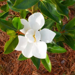 Little Gem Magnolia Tree -Brighter Blooms Sales Lttle Gem Magnolia 3 BB