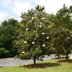 Little Gem Magnolia Tree -Brighter Blooms Sales Lttle Gem Magnolia 4