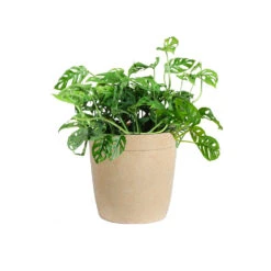 Monstera Adansonii Plant -Brighter Blooms Sales MON ADA3 delilah beige