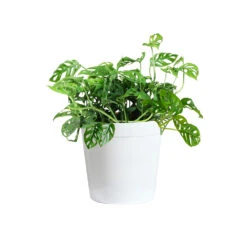Monstera Adansonii Plant -Brighter Blooms Sales MON ADA3 delilah white