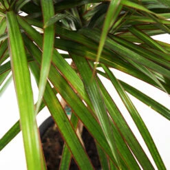 Braided Madagascar Dragon Tree -Brighter Blooms Sales Madagascar Dragon Draceana 4