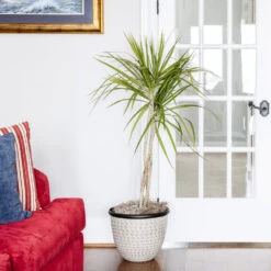 Braided Madagascar Dragon Tree -Brighter Blooms Sales Madagascar Dragon Draceana 6