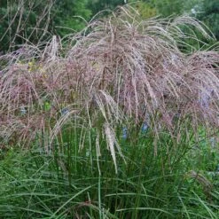 Morning Light Miscanthus 9 Morning Light Miscanthus -Brighter Blooms Sales Maiden Grass Morning light 4 BB