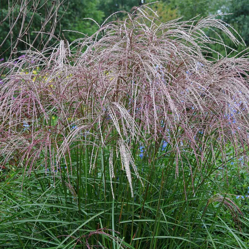 Morning Light Miscanthus 5 Morning Light Miscanthus - Image 3